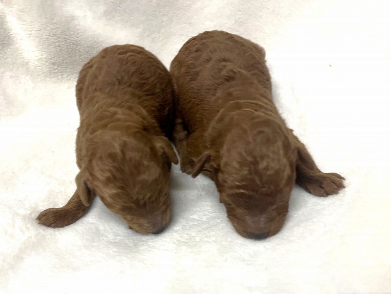 トイプードルの赤ちゃん