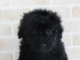 黒プードル
