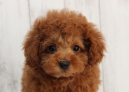 トイプードルのパピー