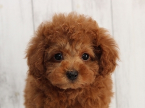 トイプードルのパピー