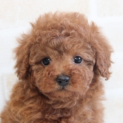 トイプードルのパピー