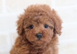 トイプードルのパピー