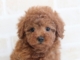 トイプードルのパピー
