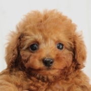 タイニープードルのパピー