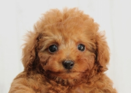 タイニープードルのパピー