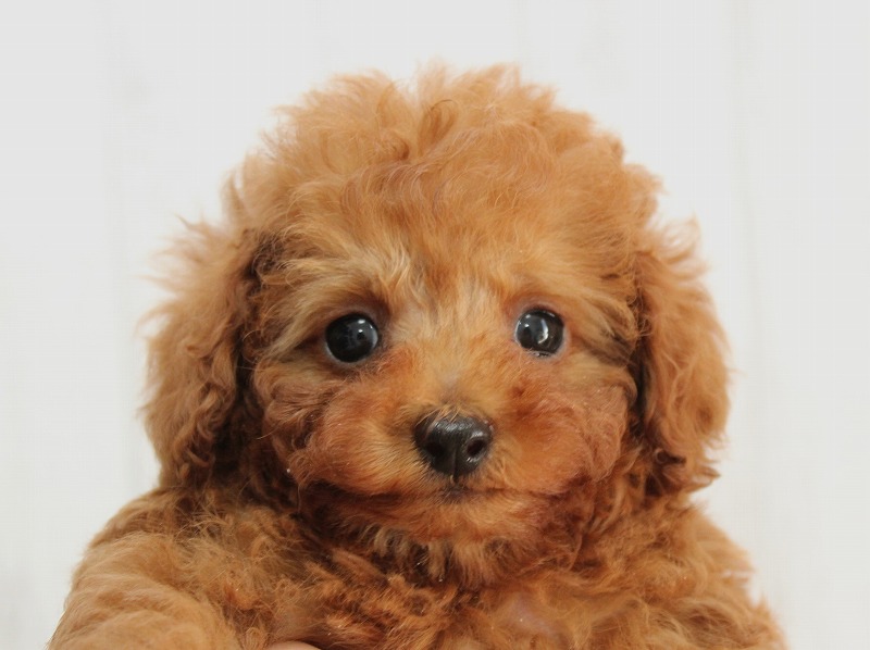 No.1052 トイプードルのブラックの女の子(2020年2月15日生) | プードル