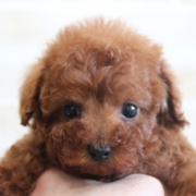 ティーカッププードル