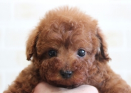 ティーカッププードル