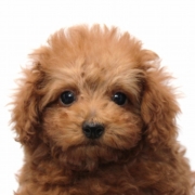 タイニープードルのパピー