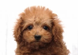 タイニープードルのパピー