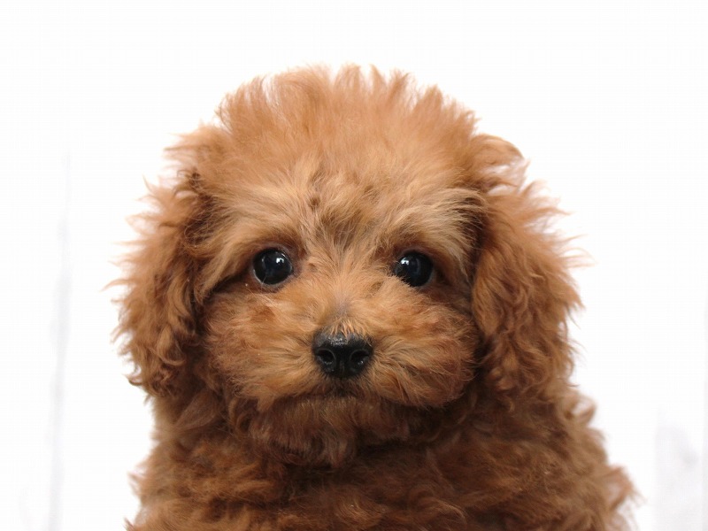 No.922 トイプードルのブラックの女の子(2022年5月25日生) | プードル