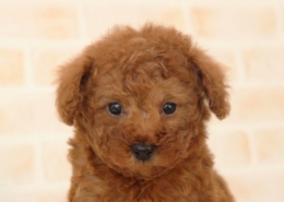 トイプードルのパピー