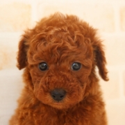 トイプードルのパピー