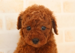 トイプードルのパピー