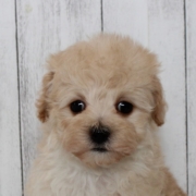 マルプーのパピー