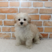 マルプーのパピー