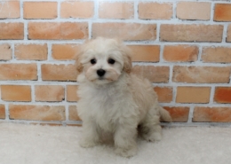 マルプーのパピー