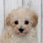 マルプーのパピー