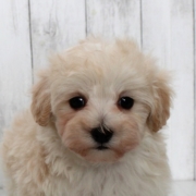 マルプーのパピー