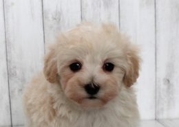 マルプーのパピー