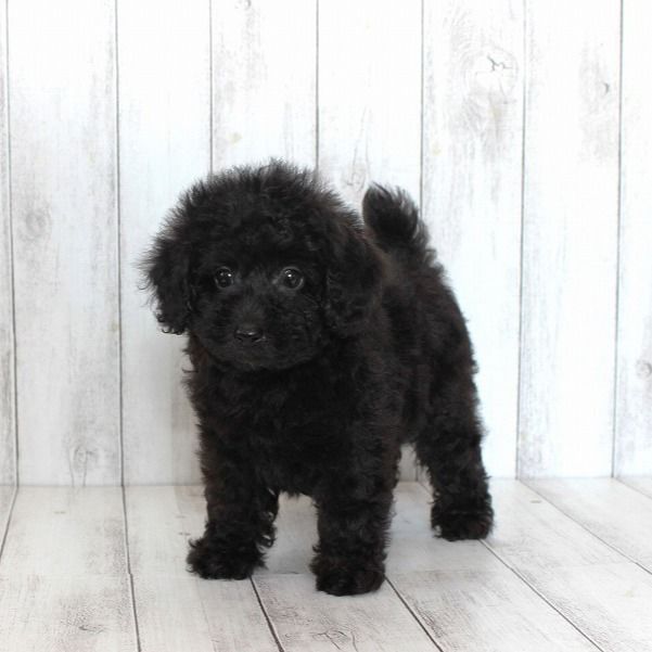 トイプードルの子犬の選び方 | プードルライフ