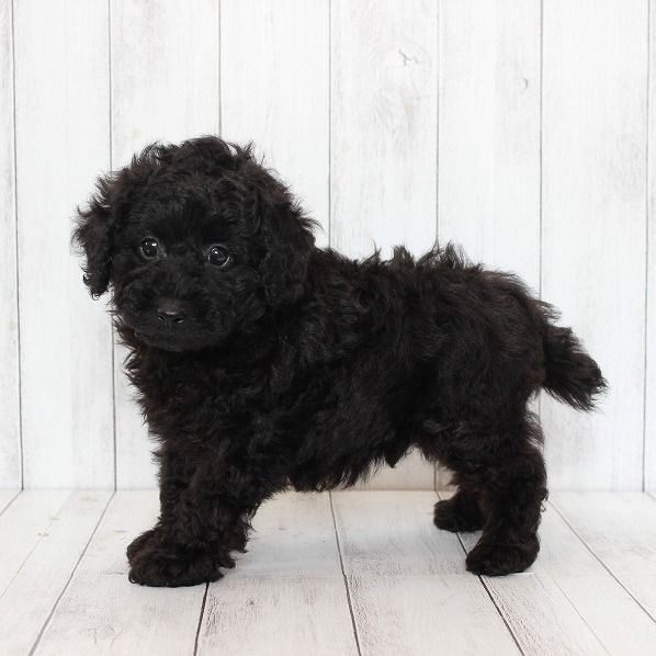No.966 トイプードルのブラックの男の子(2022年11月11日生) | プードル