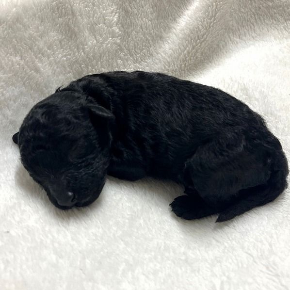 No.966 トイプードルのブラックの男の子(2022年11月11日生) | プードル