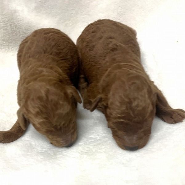 トイプードルの出産情報・・・レッドの男の子2頭産まれました！（2025